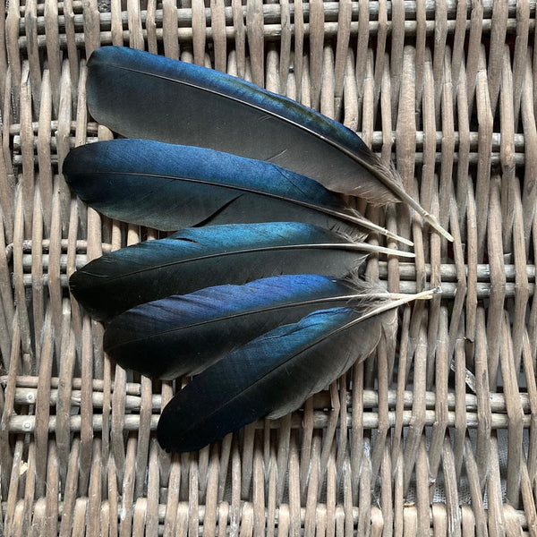 The Feather Shop Medium Blue Magpie Feathers Cruelty Free Feathers