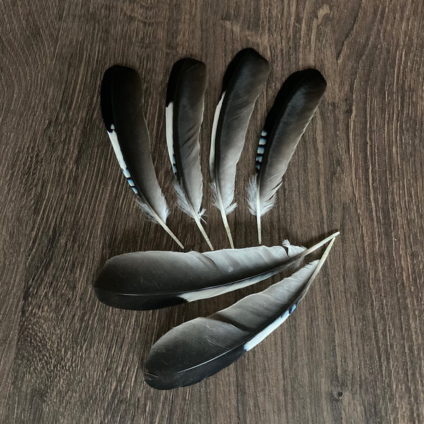 The Feather Shop Large Blue Jay Wing Feathers Ethically Sourced