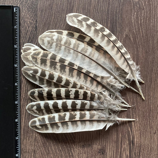 Pheasant Feathers Ethically Sourced – Tribe Castlemaine