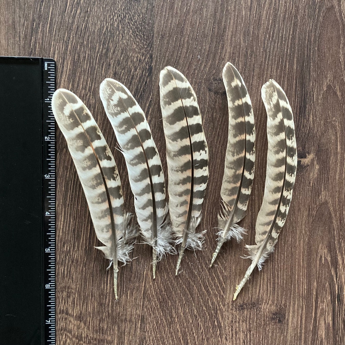 The Feather Shop | Pheasant Hen Wing Feathers | UK Suppliers