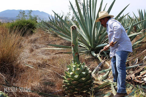 Nuestra Soledad Mezcal