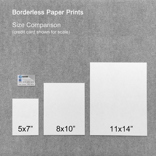 0041 Borderless Print - SF Treeline