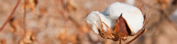 Pima Cotton is hand-harvested in order to preserve the length of the fibers that define Pima's quality