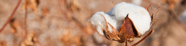 Pima Cotton Must Be Harvested By Hand to Avoid Tearing of Fibers