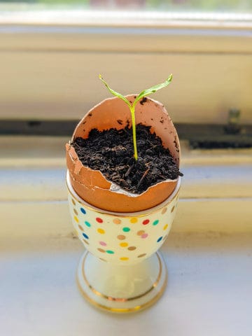 Egg-Plant Eco Hint and Tip