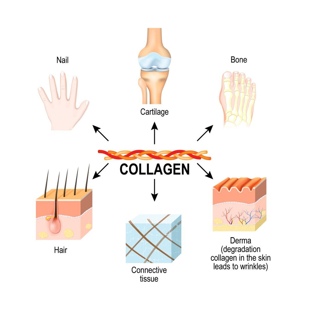 Collagen types