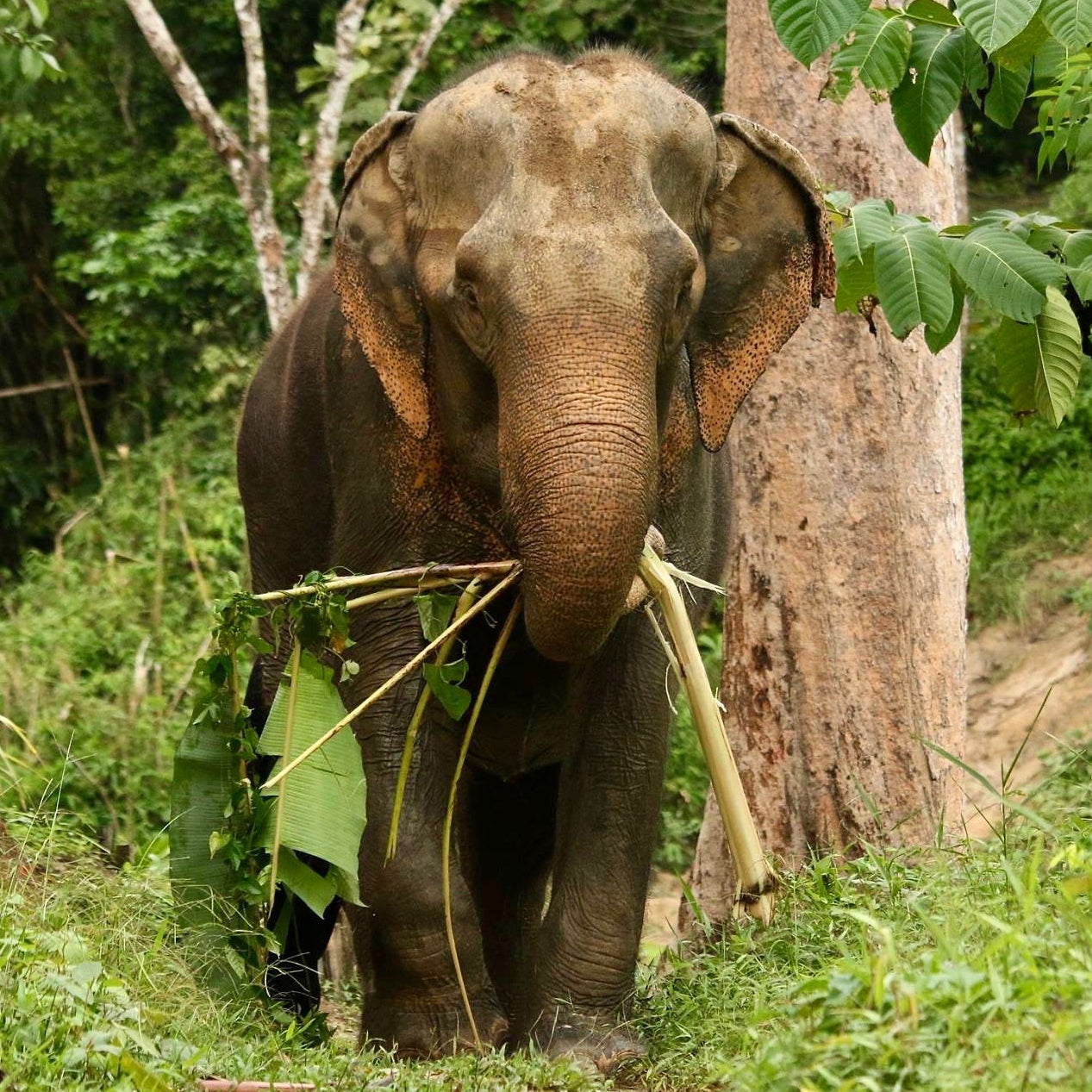 Wild and Grey - Elephants Wild and Grey Elephants