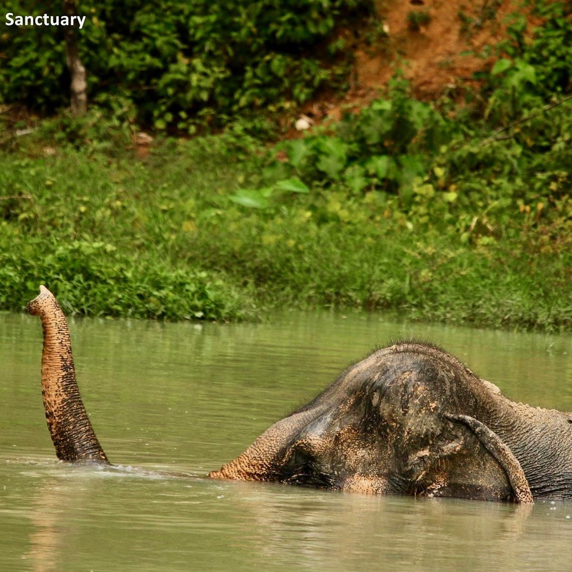 Wild and Grey Nepal Wild and Grey Elephants