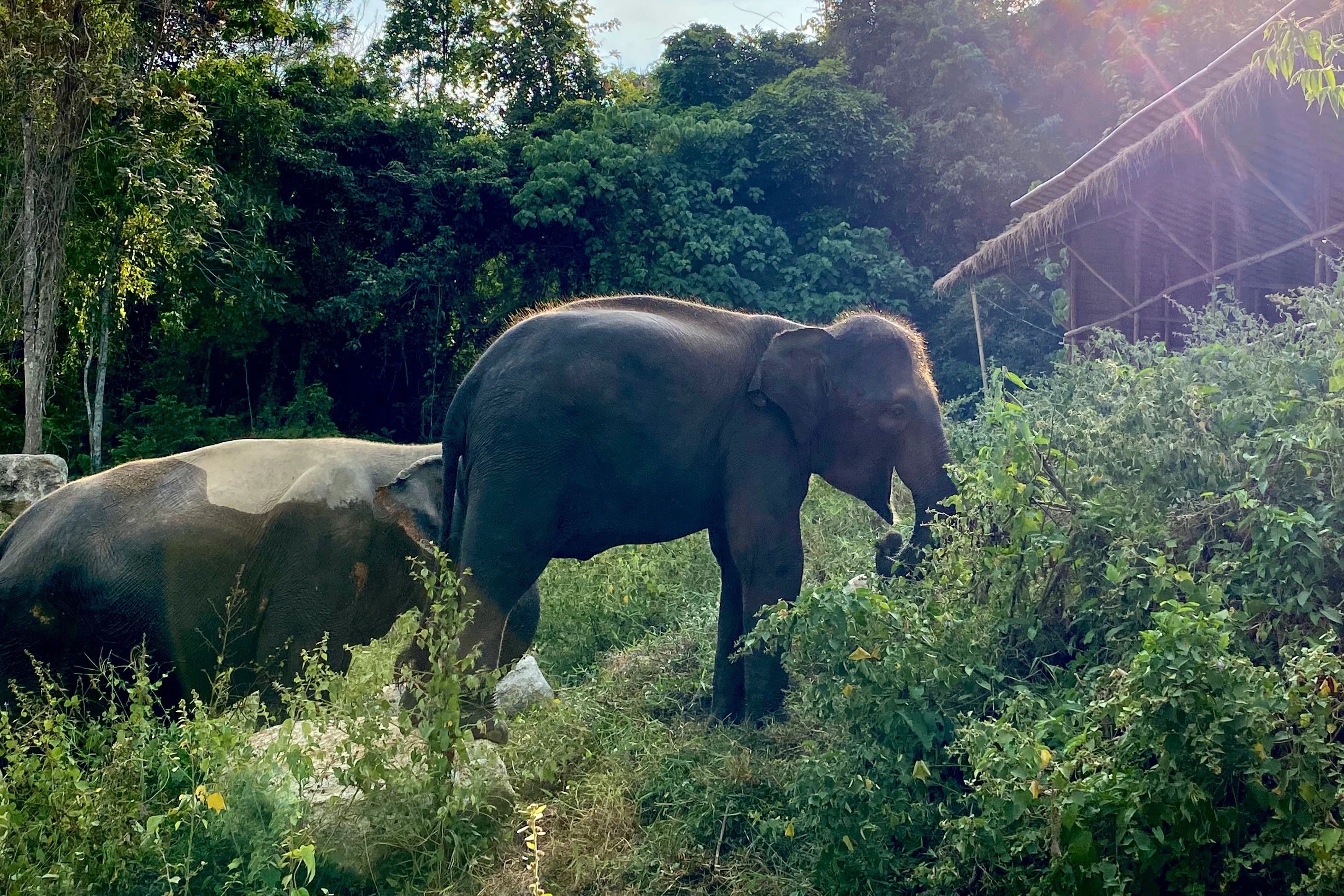 Wild and Grey Clothing - Elephant Sanctuary Thailand Wild and Grey Clothing Elephants Phuket Thailand