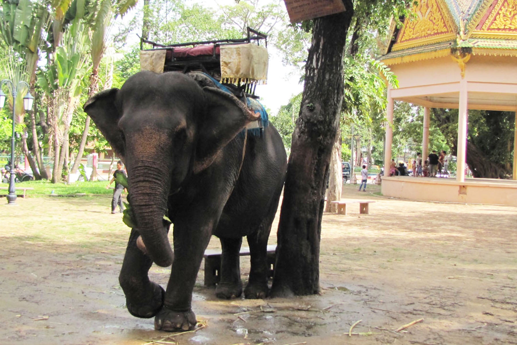 Wild and Grey Clothing - Sombo Wild and Grey Clothing Sombo Sambo Elephant Cambodia