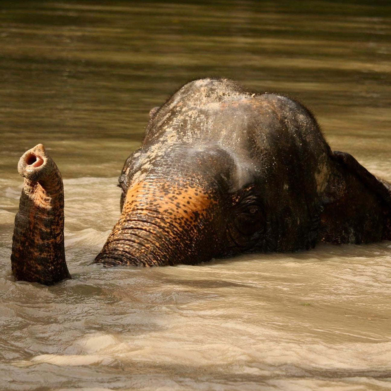 Wild and Grey - Elephants Wild and Grey Elephants