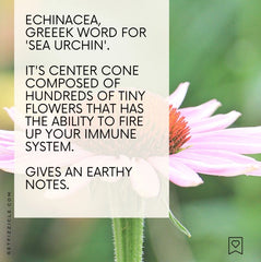 Echinacea benefits
