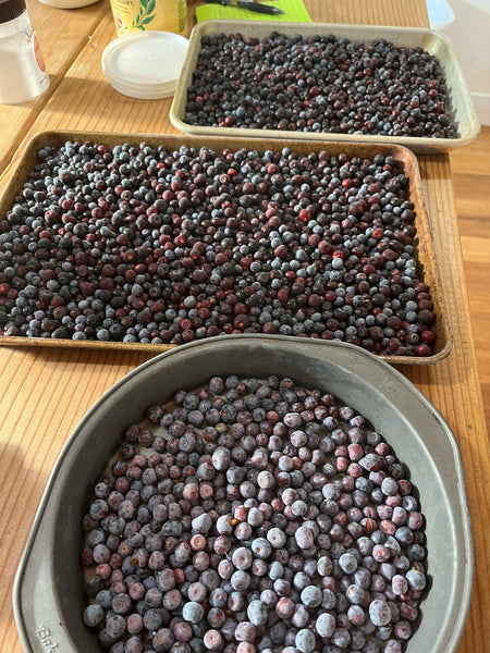 Fresh Picked Huckleberries from the Columbia River Gorge