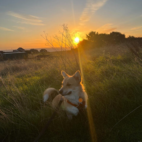 Corgi Outdoors at Sunrise