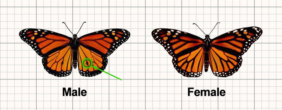 How To Tell The Difference Between Male And Female Monarch Butterflies Mymy Butterfly 5793