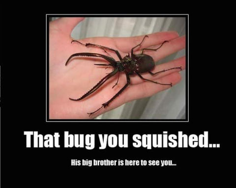 beetle-spider-funny-insect-memes