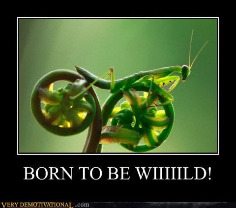 mantis-riding-bike-funny-insect-memes