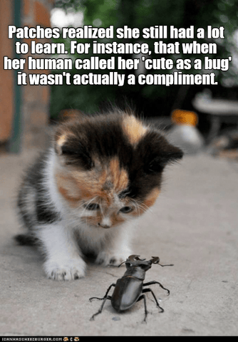 kitten-stag-beetle-funny-insect-memes