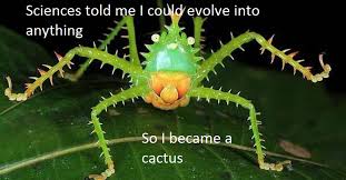 cactus-mantis-funny-insect-memes