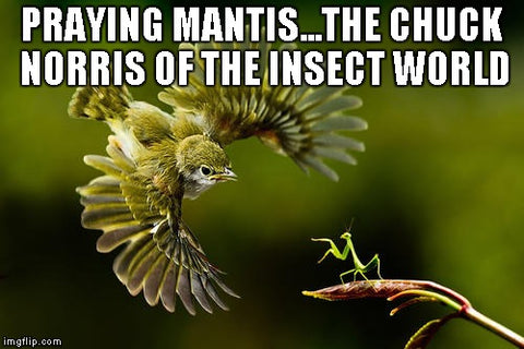 chuck-norris-mantis-vs-owl-funny-insect-memes