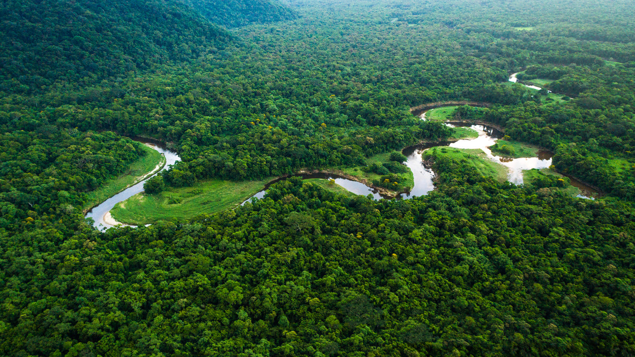 Help Protect and Restore the Amazon Rainforest