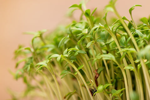 Garden Cress Seeds