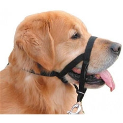 COASTAL PET WALK 'N TRAIN ! HEAD HALTER