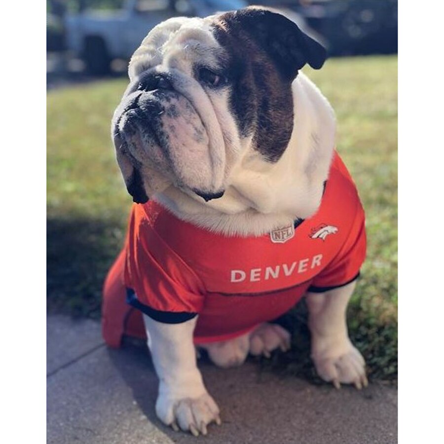 dog broncos jersey