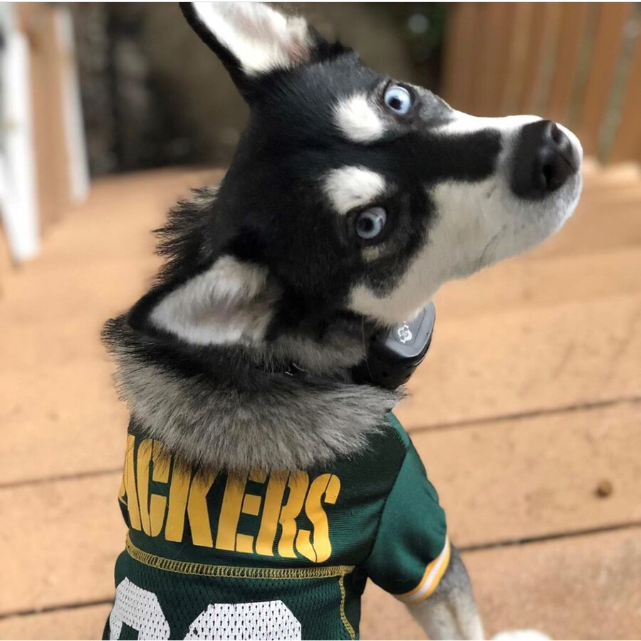 green bay dog jersey