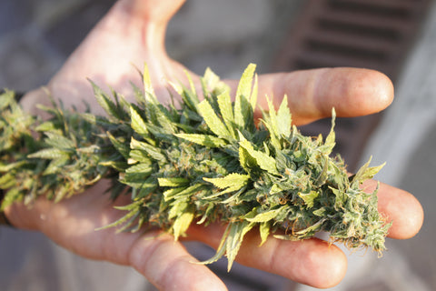 Coltivatori di infiorescenze di cannabis light
