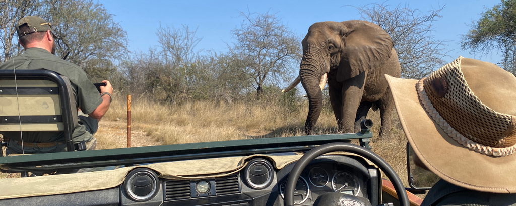 Meeting a bull elephant in musth at Rukiya Camp