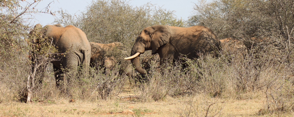 Elephant at Rukiya Camp