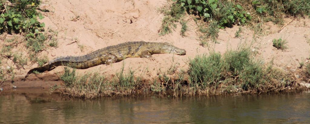 Crocodile on the banks of the Olifants River