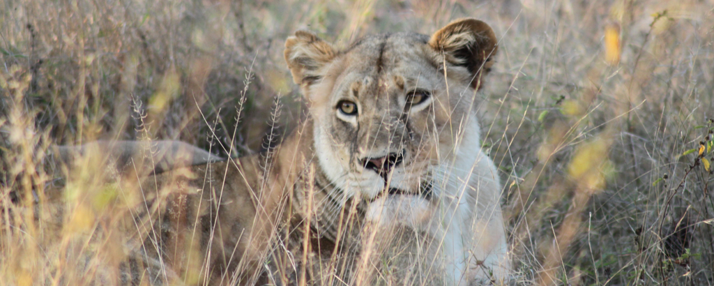 Lioness at Nzumba