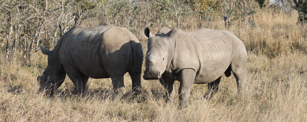 Pair of young male dehorned white rhinos at Jackalberry
