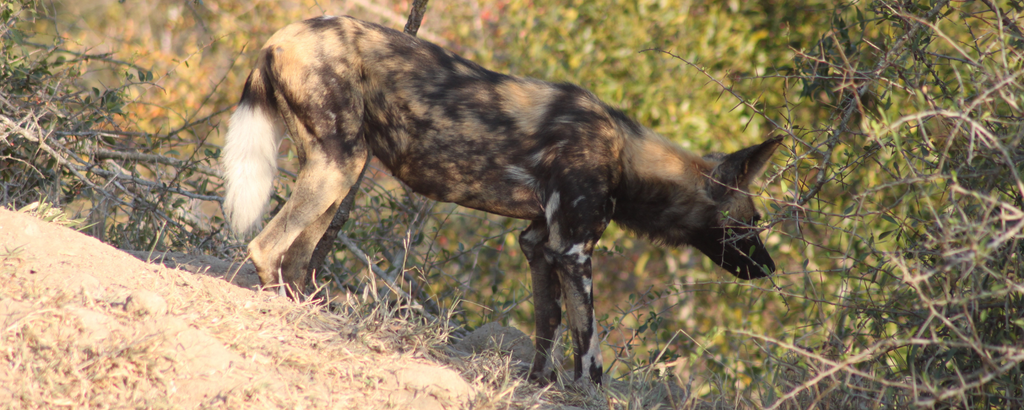 African Wild Dog at Jackalberry Lodge