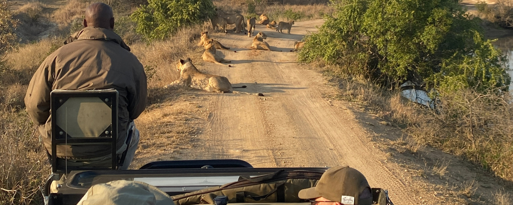 Lion roadblock at Jackalberry Lodge