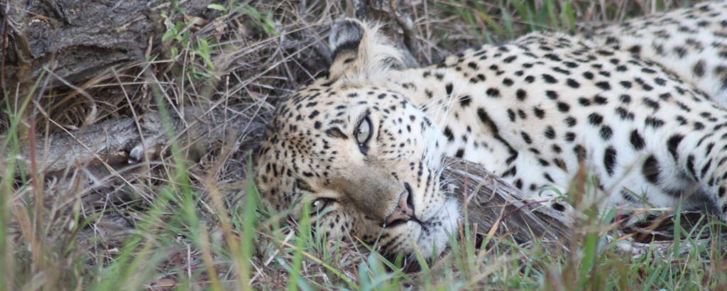 Female leopard at Jackalberry Lodge