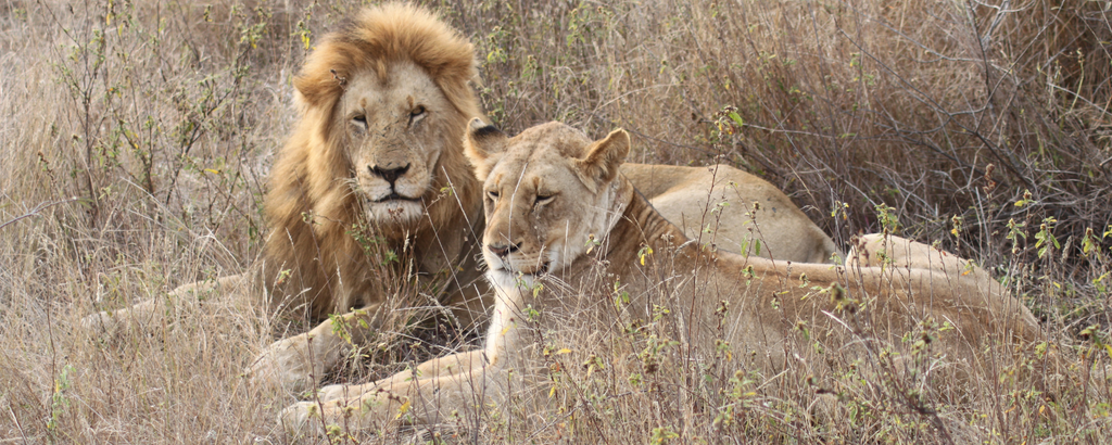 Mating pair of lions at Raptor Retreat