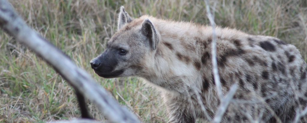 Spotted Hyaena at Jackalberry Lodge