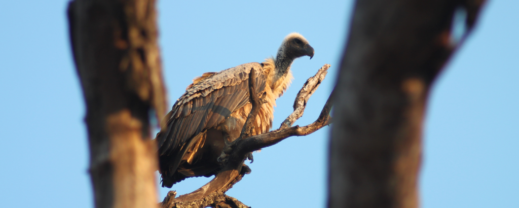 White Backed Vulture at Raptor Retreat