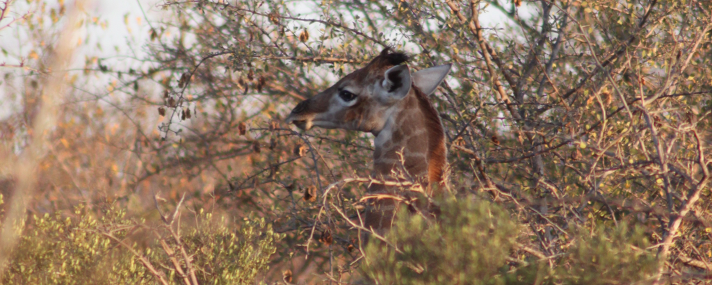 New born giraffe at Raptor Retreat