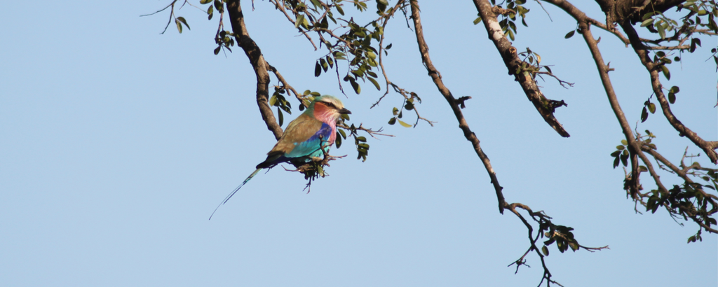 Lilac Breasted Roller at Nzumba Lodge in the Klasiere