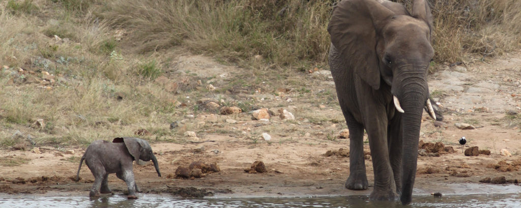 Mother and new-born elephant at Nzumba Lodge