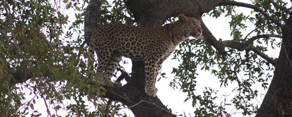 First ever leopard sighting - a young male at Nzumba Lodge