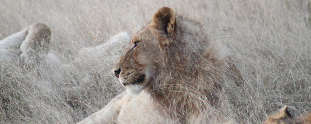 Lion at Nzumba Camp, Klasiere, South Africa