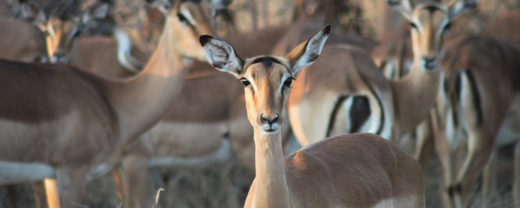 Impala at Rukiya Camp