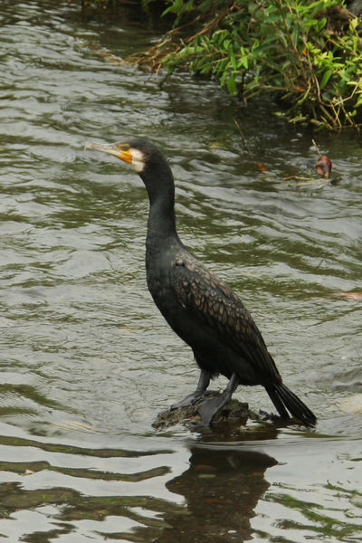 河川の流れの中で小石の上に立つカワウの写真。黒光りする羽毛、鮮やかなオレンジ色のくちばしと目の周りの肌が特徴的で、自然の環境での野鳥の生態を捉えた一枚。