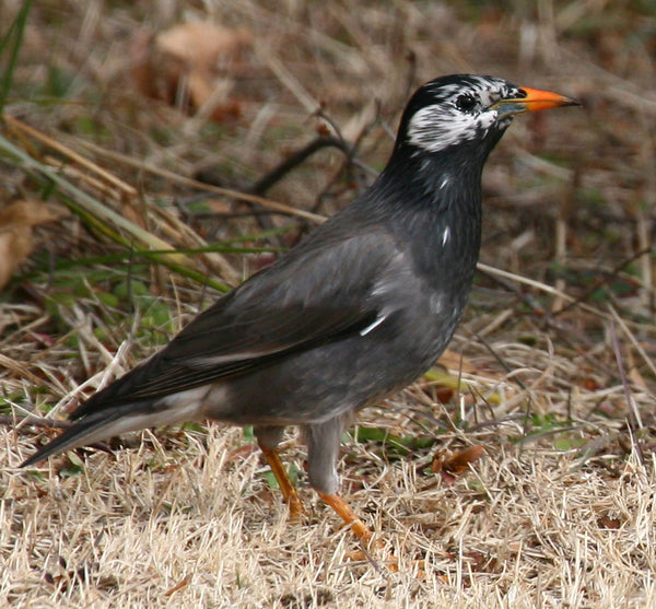 鮮やかなオレンジのくちばしを持つ黒白の鳥が枯れ草の上を歩く姿。ムクドリの画像