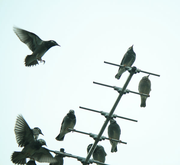 飛行中の一羽の鳥とともにアンテナに止まる群れの鳥たち